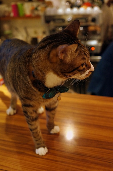 貓咪先生的朋友:(胖樺食記)台北市忠孝復興捷運站愛貓者的天堂「貓咪先生的朋友」。提供早午餐漢堡輕食下午茶及輕鬆環境。