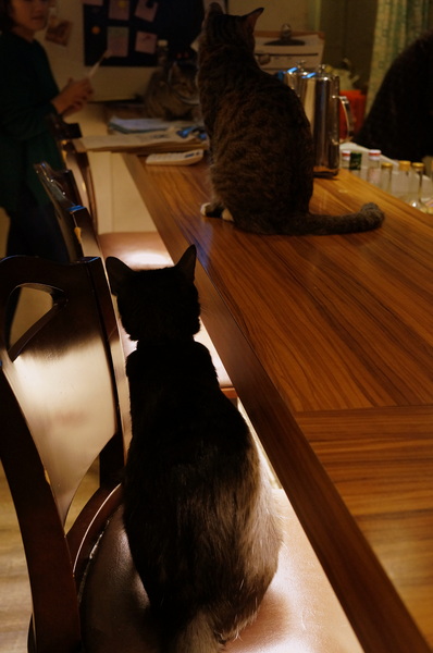 貓咪先生的朋友:(胖樺食記)台北市忠孝復興捷運站愛貓者的天堂「貓咪先生的朋友」。提供早午餐漢堡輕食下午茶及輕鬆環境。