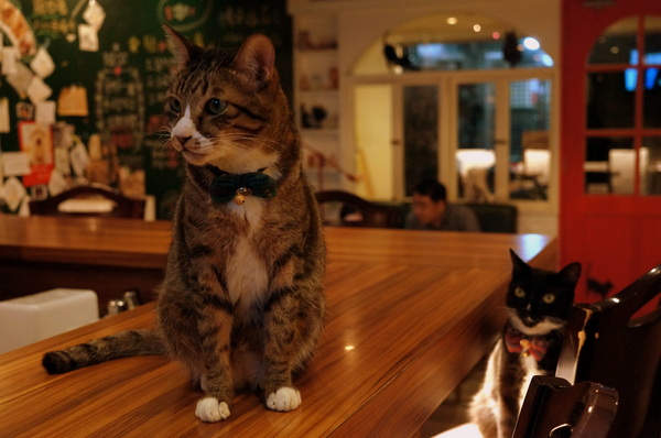 貓咪先生的朋友:(胖樺食記)台北市忠孝復興捷運站愛貓者的天堂「貓咪先生的朋友」。提供早午餐漢堡輕食下午茶及輕鬆環境。