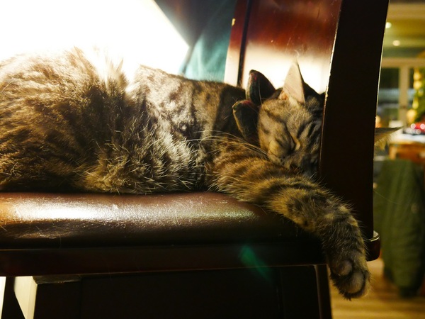 貓咪先生的朋友:【貓咪先生的朋友】 料多實在的豐盛早午餐 !! 貓咪乖巧 環境溫馨