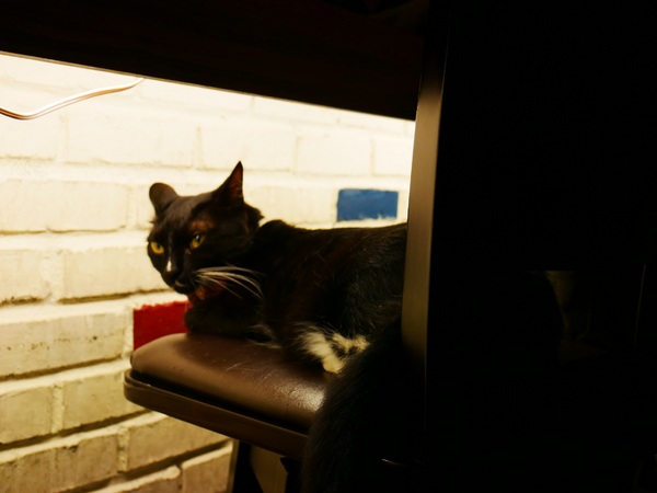 貓咪先生的朋友:【貓咪先生的朋友】 料多實在的豐盛早午餐 !! 貓咪乖巧 環境溫馨