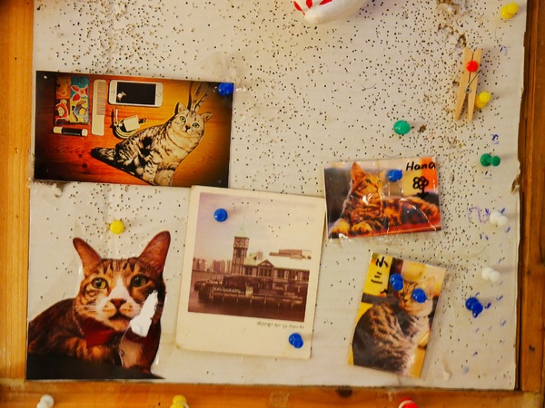 貓咪先生的朋友:【貓咪先生的朋友】 料多實在的豐盛早午餐 !! 貓咪乖巧 環境溫馨