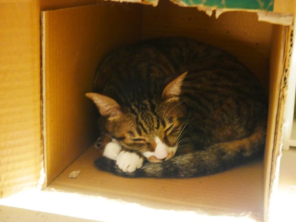 貓咪先生的朋友:【貓咪先生的朋友】 料多實在的豐盛早午餐 !! 貓咪乖巧 環境溫馨