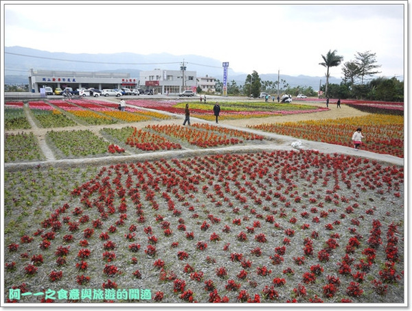 關山鎮農會米國學校(089-810-138):台東關山景點 米國學校/關山花海 賞花吃好米~阿一一寒冬台東之旅