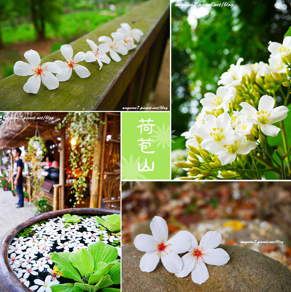 廖西瓜＠雲林古坑荷苞山