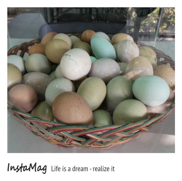 桂園自然生態農場：有趣的彩蛋大觀園&桂園自然生態農場