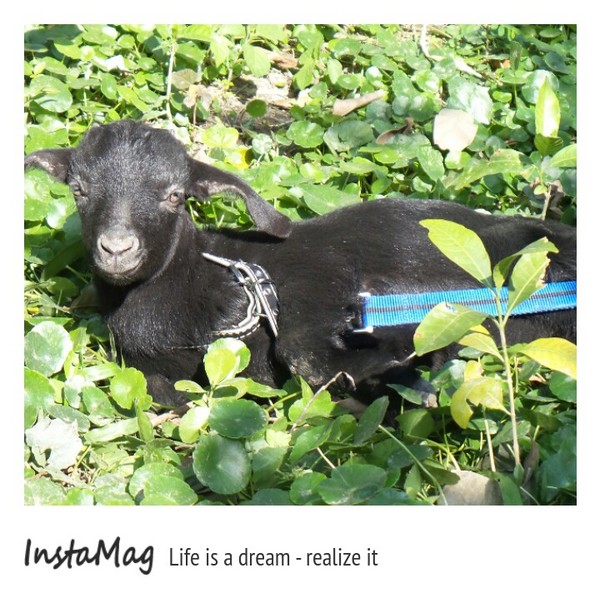 桂園自然生態農場：有趣的彩蛋大觀園&桂園自然生態農場