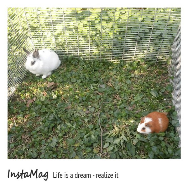 桂園自然生態農場：有趣的彩蛋大觀園&桂園自然生態農場