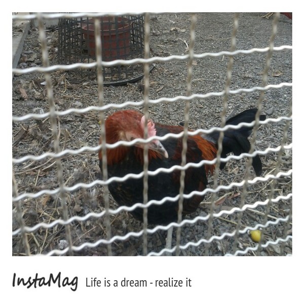 桂園自然生態農場：有趣的彩蛋大觀園&桂園自然生態農場