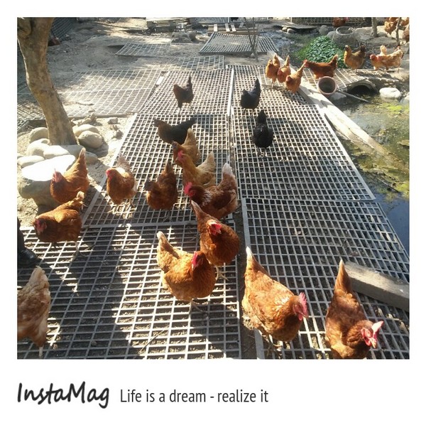 桂園自然生態農場：有趣的彩蛋大觀園&桂園自然生態農場