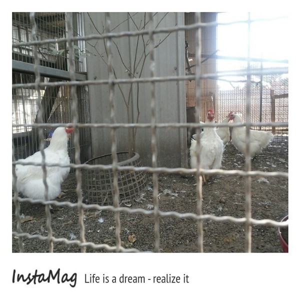 桂園自然生態農場：有趣的彩蛋大觀園&桂園自然生態農場