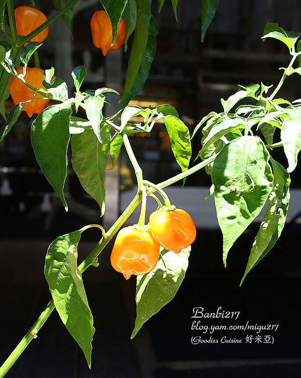 好米亞：[好米亞 Goodies Cuisine]信義永吉商圈巷弄內平價酥脆的手工蘋果派及香蕉派(捷運市政府站,下午茶,咖啡館,餐廳,漢堡,義大利麵,豬肋排)