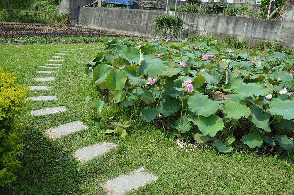 雙心池塘06