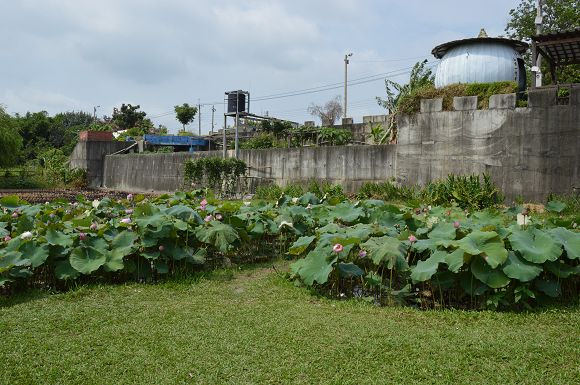 雙心池塘07