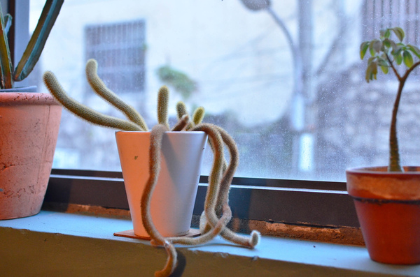 INO ICE(草悟道店)：『台中||西屯區』綠園道日式散步甜食&特色飲品-ino ice雞蛋糕