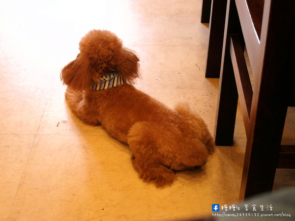 上泓園:〖台中│美食〗上泓園 ❤ 現場川燙生牛肉麵,肉質超級嫩~還有店家獨創混蛋麵!!冬天供應熱麵,夏天供應冷麵,一旁還附上美味的松板豬肉湯唷!!