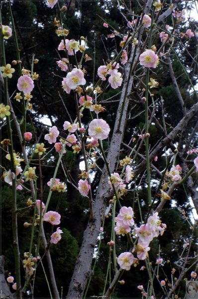 中正紀念堂：[城市櫻花趣]台北 中正紀念堂~櫻花大道這裡也有(三種櫻花綻放)