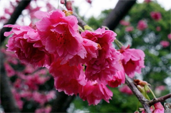 中正紀念堂：[城市櫻花趣]台北 中正紀念堂~櫻花大道這裡也有(三種櫻花綻放)