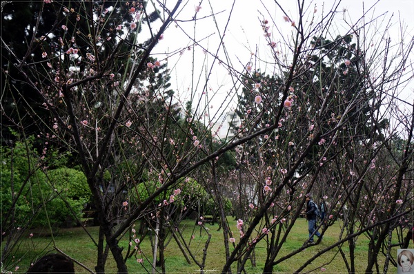 中正紀念堂：[城市櫻花趣]台北 中正紀念堂~櫻花大道這裡也有(三種櫻花綻放)