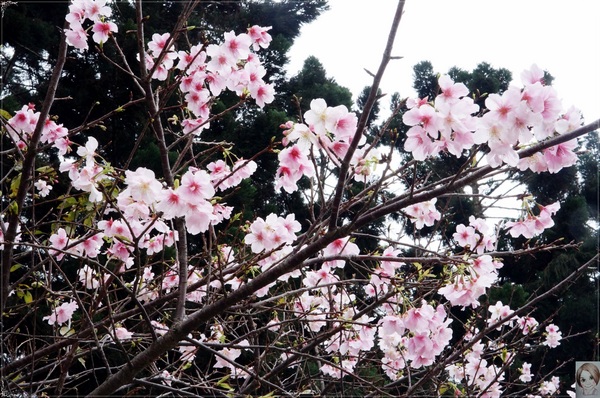 中正紀念堂：[城市櫻花趣]台北 中正紀念堂~櫻花大道這裡也有(三種櫻花綻放)