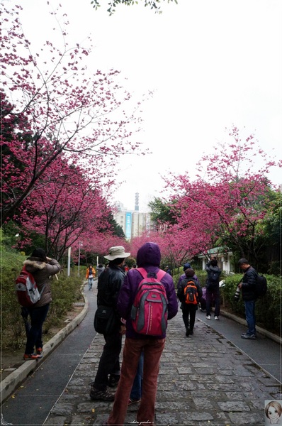 中正紀念堂：[城市櫻花趣]台北 中正紀念堂~櫻花大道這裡也有(三種櫻花綻放)