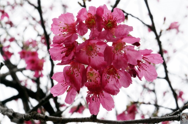 中正紀念堂：[城市櫻花趣]台北 中正紀念堂~櫻花大道這裡也有(三種櫻花綻放)