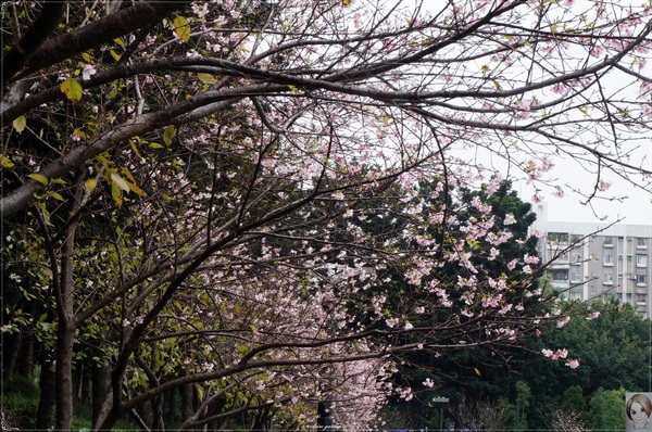 中正紀念堂：[城市櫻花趣]台北 中正紀念堂~櫻花大道這裡也有(三種櫻花綻放)