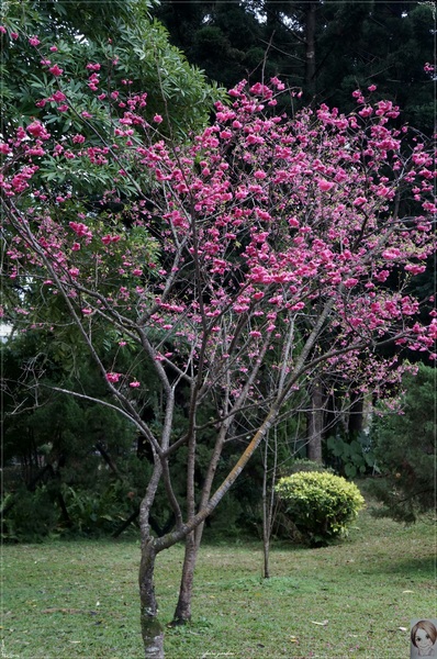 中正紀念堂：[城市櫻花趣]台北 中正紀念堂~櫻花大道這裡也有(三種櫻花綻放)