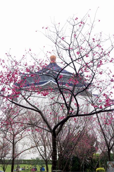 中正紀念堂：[城市櫻花趣]台北 中正紀念堂~櫻花大道這裡也有(三種櫻花綻放)