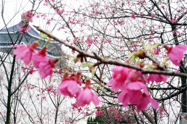 中正紀念堂：[城市櫻花趣]台北 中正紀念堂~櫻花大道這裡也有(三種櫻花綻放)