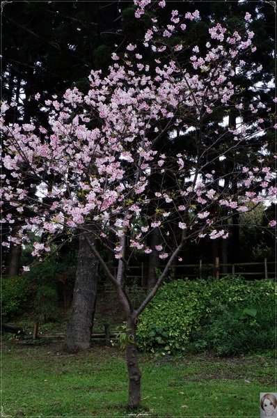 中正紀念堂：[城市櫻花趣]台北 中正紀念堂~櫻花大道這裡也有(三種櫻花綻放)