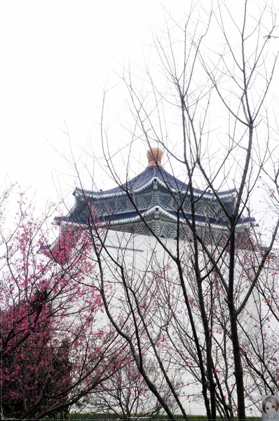 中正紀念堂：[城市櫻花趣]台北 中正紀念堂~櫻花大道這裡也有(三種櫻花綻放)