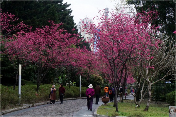中正紀念堂：[城市櫻花趣]台北 中正紀念堂~櫻花大道這裡也有(三種櫻花綻放)