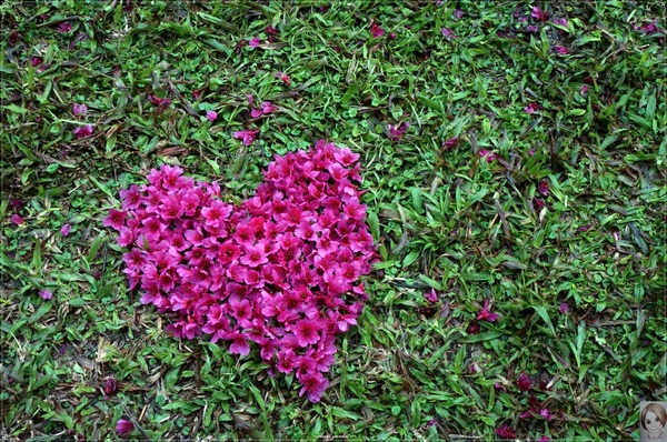 中正紀念堂：[城市櫻花趣]台北 中正紀念堂~櫻花大道這裡也有(三種櫻花綻放)