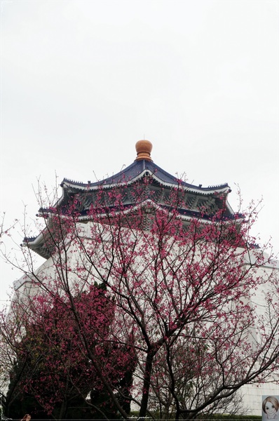 中正紀念堂：[城市櫻花趣]台北 中正紀念堂~櫻花大道這裡也有(三種櫻花綻放)