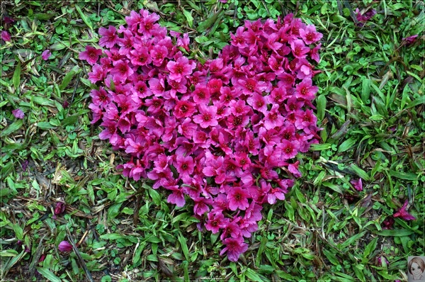 中正紀念堂：[城市櫻花趣]台北 中正紀念堂~櫻花大道這裡也有(三種櫻花綻放)