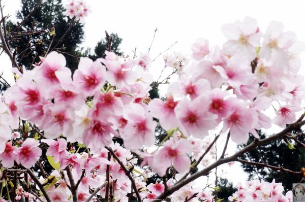 中正紀念堂：[城市櫻花趣]台北 中正紀念堂~櫻花大道這裡也有(三種櫻花綻放)
