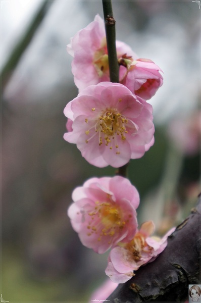 中正紀念堂：[城市櫻花趣]台北 中正紀念堂~櫻花大道這裡也有(三種櫻花綻放)