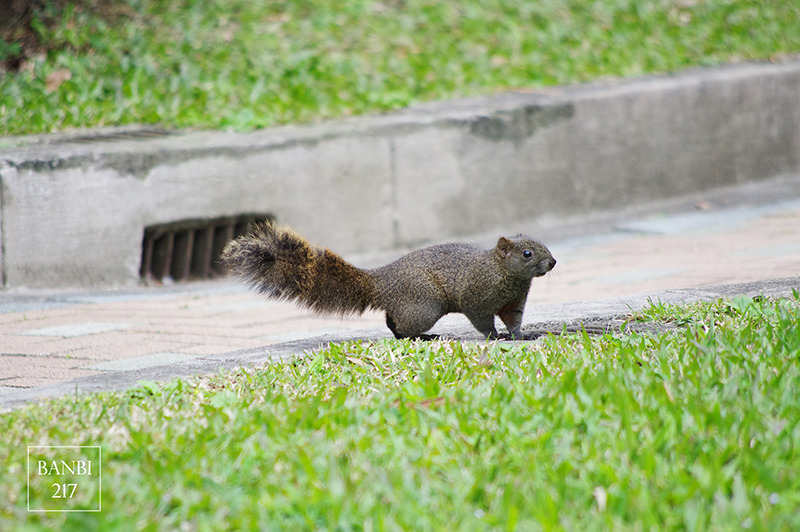 Banbi217 美食旅遊: 台北也能賞梅花 中正紀念堂,文末附周邊美食(捷運信義線中正紀念堂站)