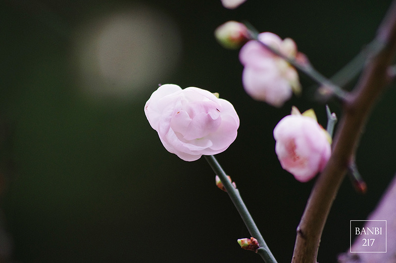 Banbi217 美食旅遊: 台北也能賞梅花 中正紀念堂,文末附周邊美食(捷運信義線中正紀念堂站)