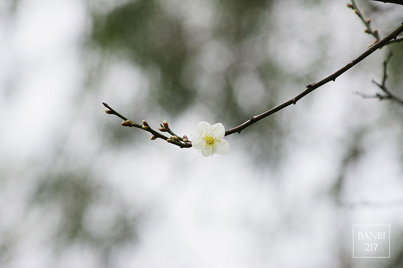 Banbi217 美食旅遊: 台北也能賞梅花 中正紀念堂,文末附周邊美食(捷運信義線中正紀念堂站)