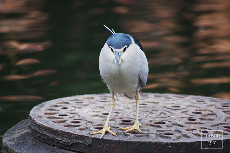 Banbi217 美食旅遊: 台北也能賞梅花 中正紀念堂,文末附周邊美食(捷運信義線中正紀念堂站)