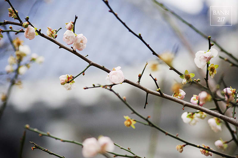 Banbi217 美食旅遊: 台北也能賞梅花 中正紀念堂,文末附周邊美食(捷運信義線中正紀念堂站)