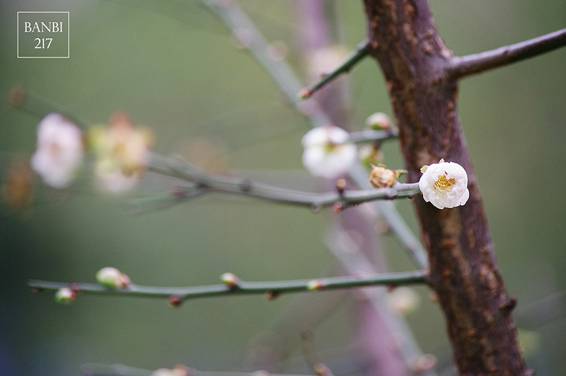 Banbi217 美食旅遊: 台北也能賞梅花 中正紀念堂,文末附周邊美食(捷運信義線中正紀念堂站)