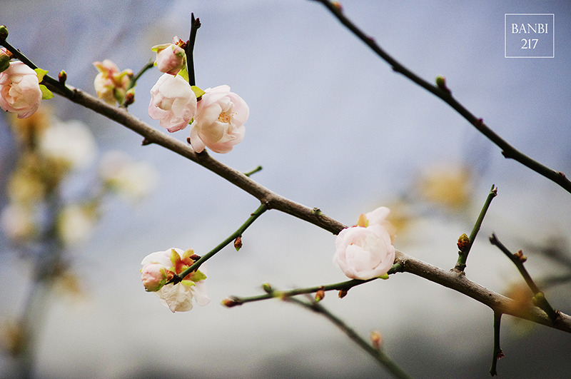 Banbi217 美食旅遊: 台北也能賞梅花 中正紀念堂,文末附周邊美食(捷運信義線中正紀念堂站)