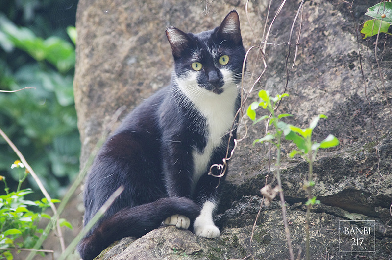 Banbi217 美食旅遊: 台北也能賞梅花 中正紀念堂,文末附周邊美食(捷運信義線中正紀念堂站)