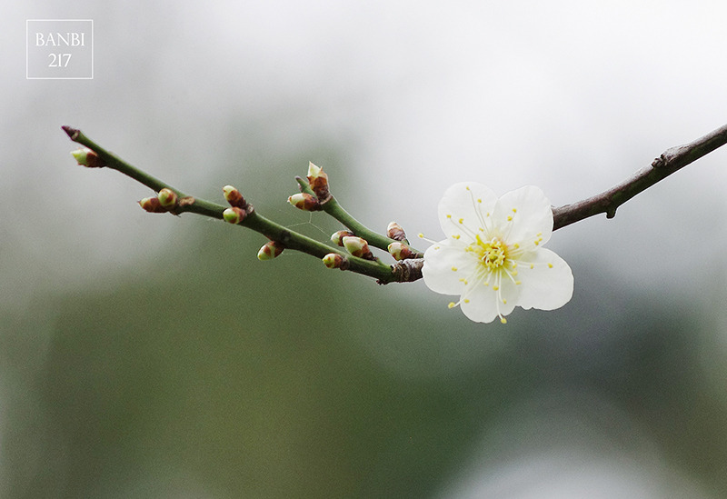 Banbi217 美食旅遊: 台北也能賞梅花 中正紀念堂,文末附周邊美食(捷運信義線中正紀念堂站)