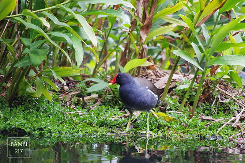 Banbi217 美食旅遊: 台北也能賞梅花 中正紀念堂,文末附周邊美食(捷運信義線中正紀念堂站)