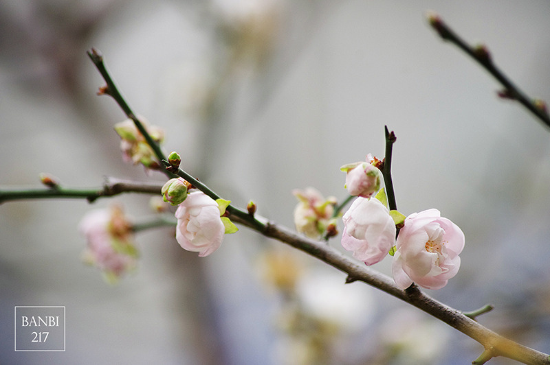 Banbi217 美食旅遊: 台北也能賞梅花 中正紀念堂,文末附周邊美食(捷運信義線中正紀念堂站)