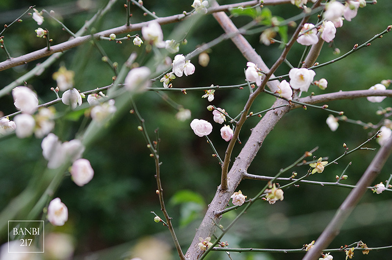 Banbi217 美食旅遊: 台北也能賞梅花 中正紀念堂,文末附周邊美食(捷運信義線中正紀念堂站)